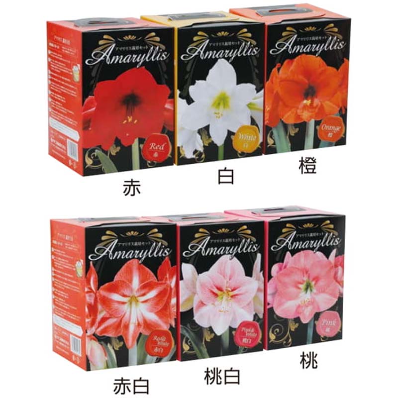 ポットアマリリス アサンブル型 ポットサイズ14cm (赤・白・ピンク・オレンジ・桃白・赤白) 栽培セット 球根 花 カネコ種苗 米S Zのサムネイル
