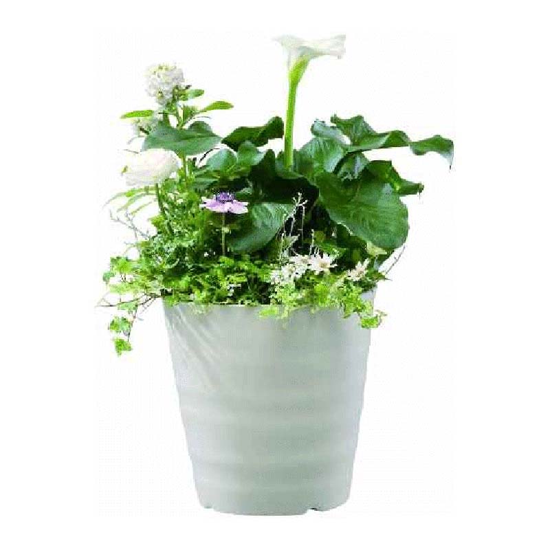 20�� �ե쥰�顼�ݥå� 36�� �֥饦�� �ݥå� ȭ ������� �����ǥ˥� �ǾƤ��� ��ޥ� ��S �Ŀ��������Բ� ����Բ� ����