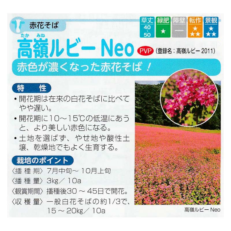 種 1kg PVP 赤花そば 高嶺ルビーNeo 酪農 畜産 緑肥 牧草 タキイ種苗 米S 代引不可...