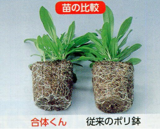 250�� ���Τ��� �����������ɻ�Ϣ��ݥ�ȭ 7.5cm �� 40ȭ/1�� ���������� �Ŀ��������Բ� ����Բ�