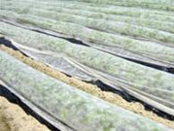 NEWアイホッカ #18 巾2.4m 200m 高保温性 農業用不織布 岩谷マテリアル イワタニ タS 個人宅不可 代引不可
