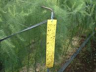 24袋 ビタットトルシー S25枚入(青色) 50×350mm 害虫捕獲粘着紙 一色本店 個人宅配送不可 代引不可