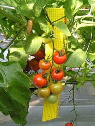 24袋 ビタットトルシー ネット付 M25枚入(黄色) 100×230mm 害虫捕獲粘着紙 一色本店 個人宅配送不可 代引不可