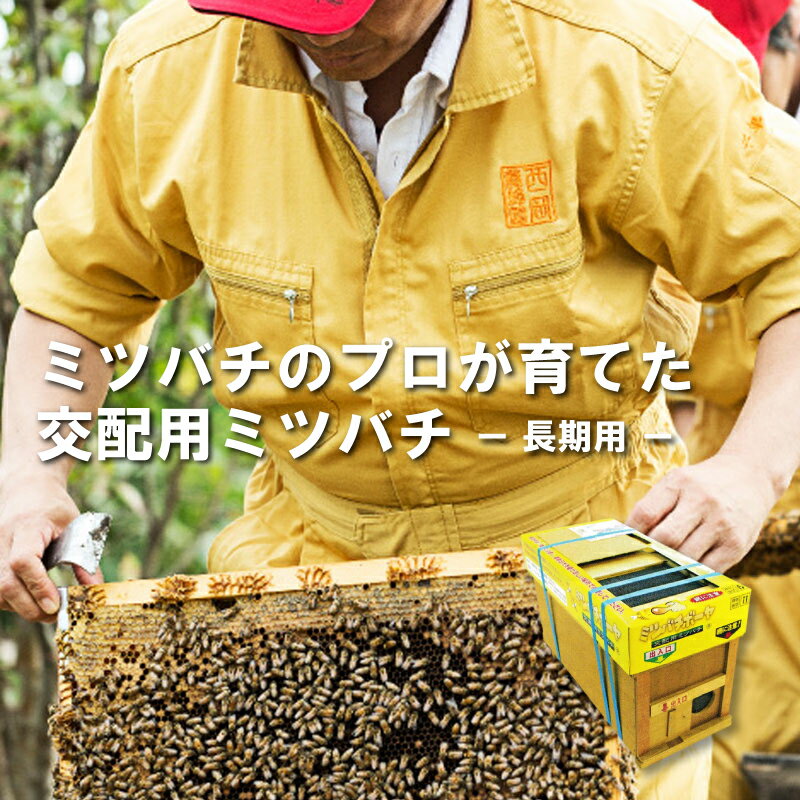 ミツバチ 受粉用 ミツバチボーヤ6000 長期 交配用 女王蜂付 蜜蜂 6000匹 花粉 交配 授粉 スイカ メロン ピーマン ナス イチゴ 西岡養蜂園 タS 代引不可