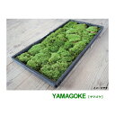 国産 山苔 (細葉翁苔) 300×450mm 庭園材 苔盆栽 盆景 テラリウム 苔玉 装飾素材 1~3cm 天然 苔 ヤマゴケ 石州這苔屋 代引不可