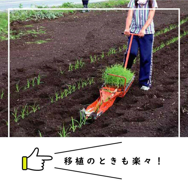 150冊 (個) チェーンポット CP305 CP-305 264鉢 株間5.0cm 3.0×5.0cm 播種 種まき ...