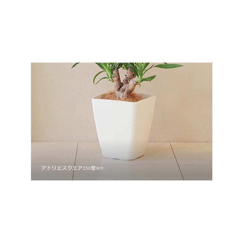 20�� ���ȥꥨ�������� 250�� �ۥ磻�� ���åץ륦������ 250��250��279mm ����ʡ��ݥåȥ����� 7��ȭ ƫ���� ����ץ� �ѷ� �� ȭ ��S ����Բ�