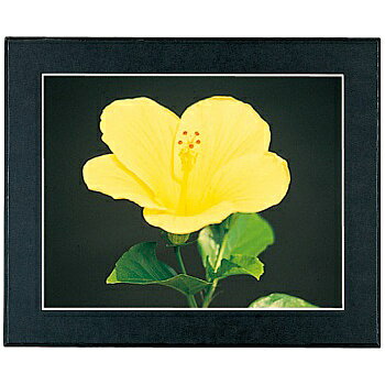 浅沼商会 502934 FUJICOLOR マットパネルDX 半切ノートリ(135) ブラック