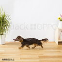 OPPO quack SM【オッポ クァック】○