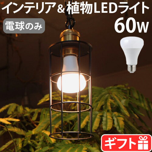 【選べる特典付】 植物用ライト 電球 e26 led led電球 植物 光合成プランツ ライト BRID PLANTS LIGHT 60 [WARM / COOL] 003380 003382LEDライト 太陽光 室内栽培 屋内用 観葉植物 野菜 間接照明 メイン照明◇ハーブ 送料無料 P10倍