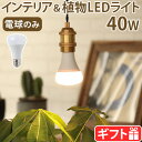 【選べる特典付】 植物用ライト 電球 e26 led led電球 植物 光合成プランツ ライト BRID PLANTS LIGHT 40 [WARM / COOL] 003379 003381LEDライト 太陽光 室内栽培 屋内用 観葉植物 野菜 間接照明 メイン照明◇ハーブ 送料無料 P10倍