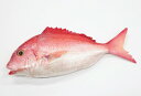 食品模型鯛 食品サンプル 魚 外国人向け お土産 子供 日本のお土産 片面