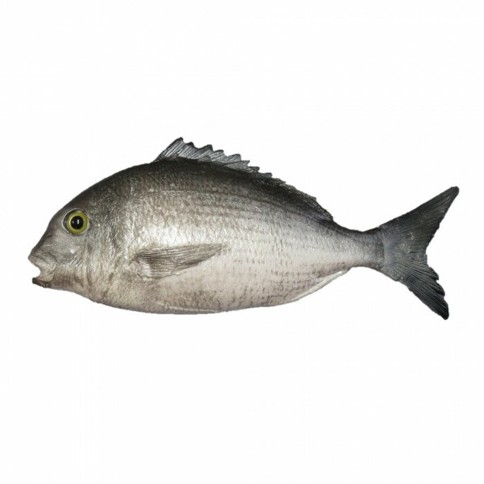 日本職人が作る 食品サンプル 黒鯛 片面 ブロー IP-259