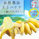 沖縄県北部（やんばる）で栽培している希少品種の銀バナナです。 とと農園では農薬を使用しておらず、自然本来が持っている力を最大限に生かし心を込めて栽培管理を行っております。 【内容量】：1.5kg（実が12~15本前後） 見た目：他のバナナに比べて白っぽく（光の加減によっては銀色）に 見えることから銀バナナと呼ばれるようになりました。 【大きさ】：市販のバナナより小ぶりです。 食感/味：果肉がもちもち、ねっとり。味は程よい甘みと酸味があります。 配送時は緑色（皮が厚い・硬い）の状態で沖縄から発送します。 黄色になるまで常温で数日間 追熟させてください。 バナナと一緒に食べ頃を記載したチラシも同封いたします。 ※天候により収穫時期が左右される為、発送までにお時間がかかることをご了承ください。 また、天候の影響等で収穫が困難になった際は、ご注文をキャンセルさせて頂く場合もございます。 ※自然栽培のフルーツです。収穫時期により大きさが異なります。 製造・販売者　【琉球やんばるとと農園】沖縄県大宜味村