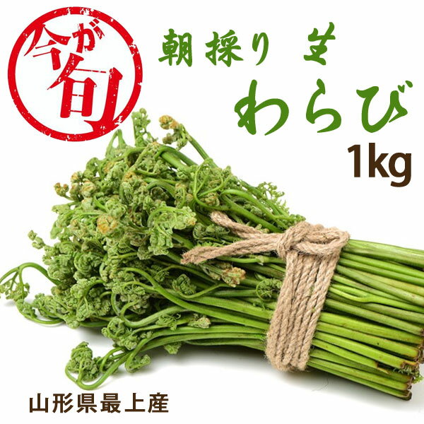 【5月中旬～出荷】山形県産 朝採りわらび 1kg 天然わらび 生わらび 山菜 国産 県産 採れたて 新鮮【e-からだづくり】