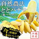 【"今"が一番おいしい!】沖縄県産 銀バナナ1.5kg 自然農法 栽培期間中農薬不使用 幻のバナナ やんばるととの森 ととバナナ 希少品種 お土産 プレゼント お取り寄せ【配送日ご指定不可】【e-からだづくり】