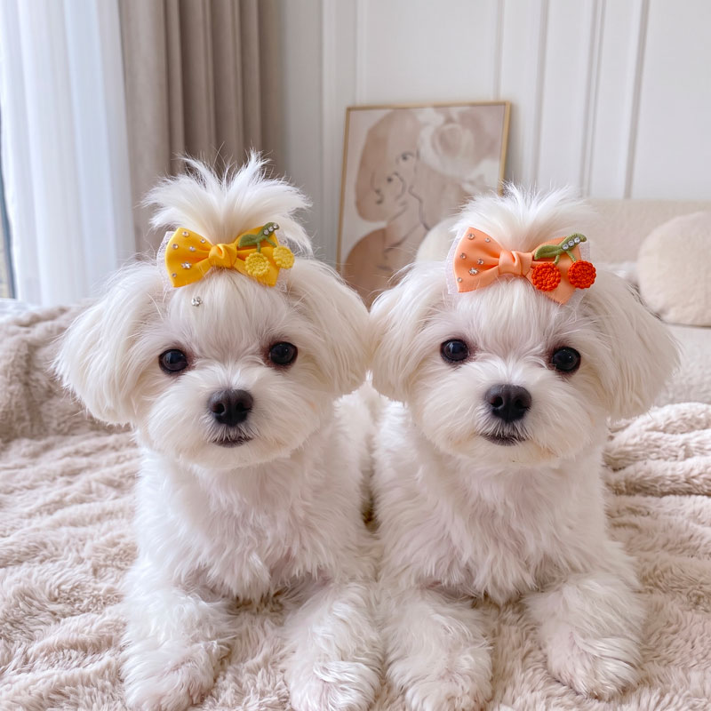 犬用 ヘアピン リボン チェリー 【選べる プラバレッタ / ワンタッチピン】 さくら...