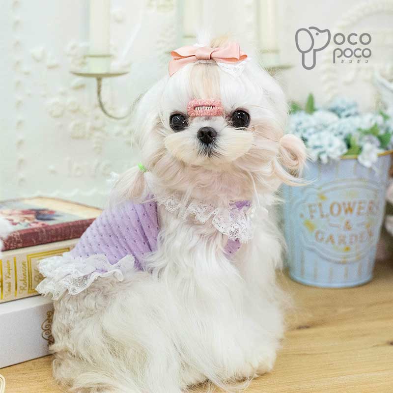 �������� ����ߥ��ԡ��� �ѥ���� ���� �ä��� ������� ���⤷�� ���襤�� �İ��� �夻�䤹�� ���λ� �ˤλ� ������