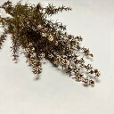 新入荷 ティートゥリー Naコルサ プリザーブドフラワー ワイルドフラワー オーストラリア原産 インテリア アレンジメント お花 素敵 良い香り おしゃれ 大人可愛い スワッグ 癒し 花のある暮らし なごみ ワークショップ 花材 資材 手作り DIY ハンドメイド 植物 自然素材(4)