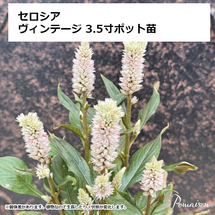 セロシア ケイトウ ヴィンテージ 3.5寸ポット苗 寄せ植え 鉢植え ガーデニング 花壇 コンテナ カラーリーフ 屋外園芸 秋の寄せ植え ドライフラワー 長期開花 切り花 秋の草花のサムネイル