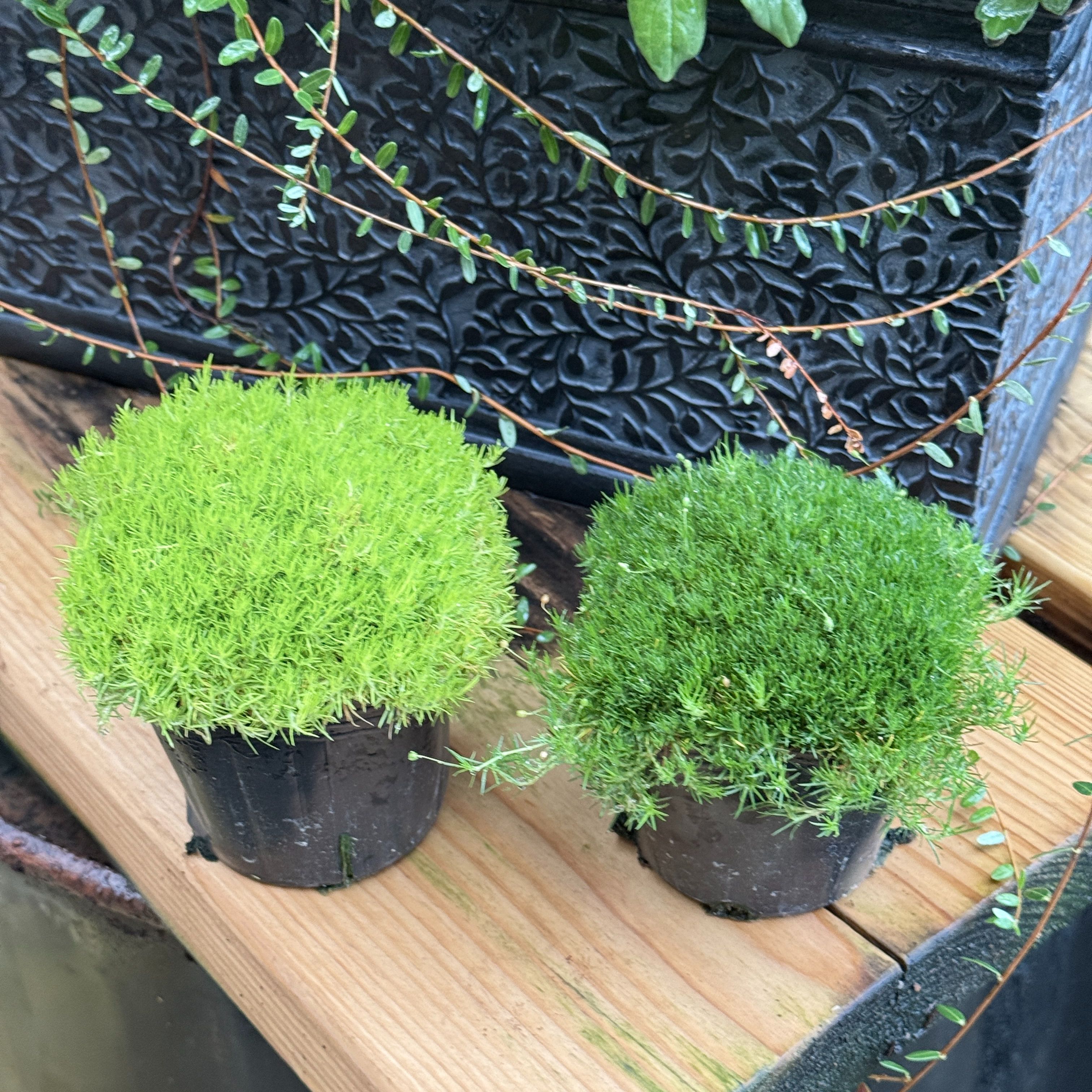 アイリッシュモス スコッチモス サギナ モフリッチ グランドカバー植物 トピアリー風 パールワート 半..