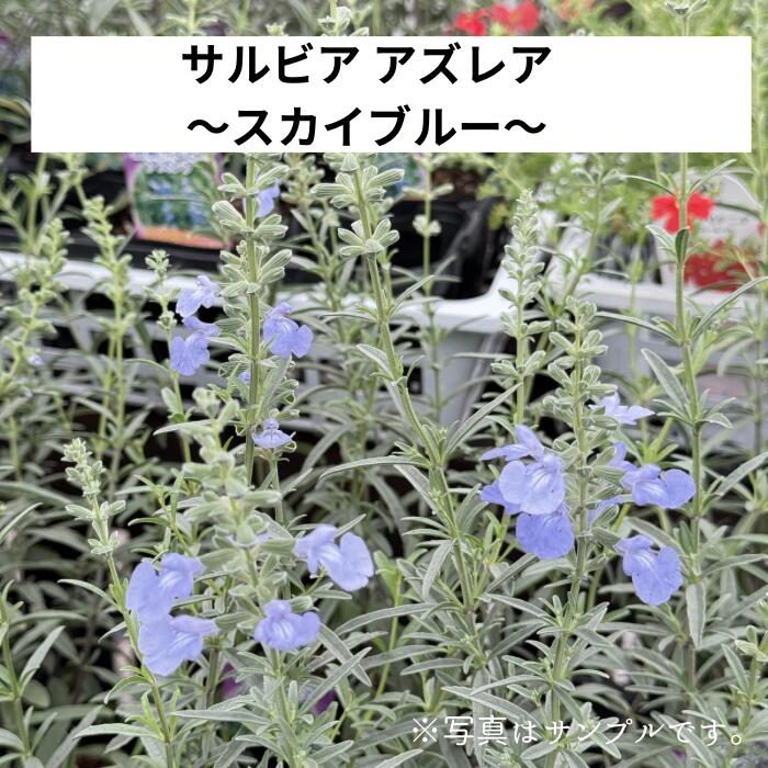 サルビア アズレア スカイブルーセージ 3.5号ポット苗