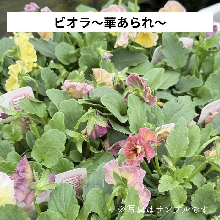 パンジー ビオラ フリル咲きビオラ 「 華あられ 」3号ロングポット～3.5号ポット苗 花苗 寄せ植え 鉢植..