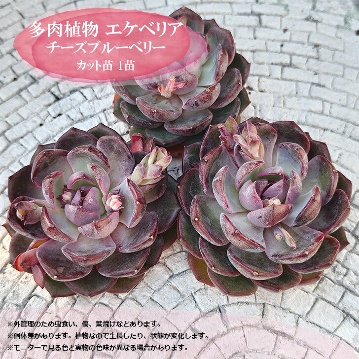 多肉植物 エケベリア カット苗 チーズブルーベリー 輸入苗 1苗 札付き