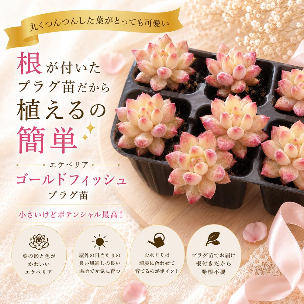  多肉植物 エケベリア プラグ苗 ゴールドフィッシュ 輸入苗 1苗 札付き