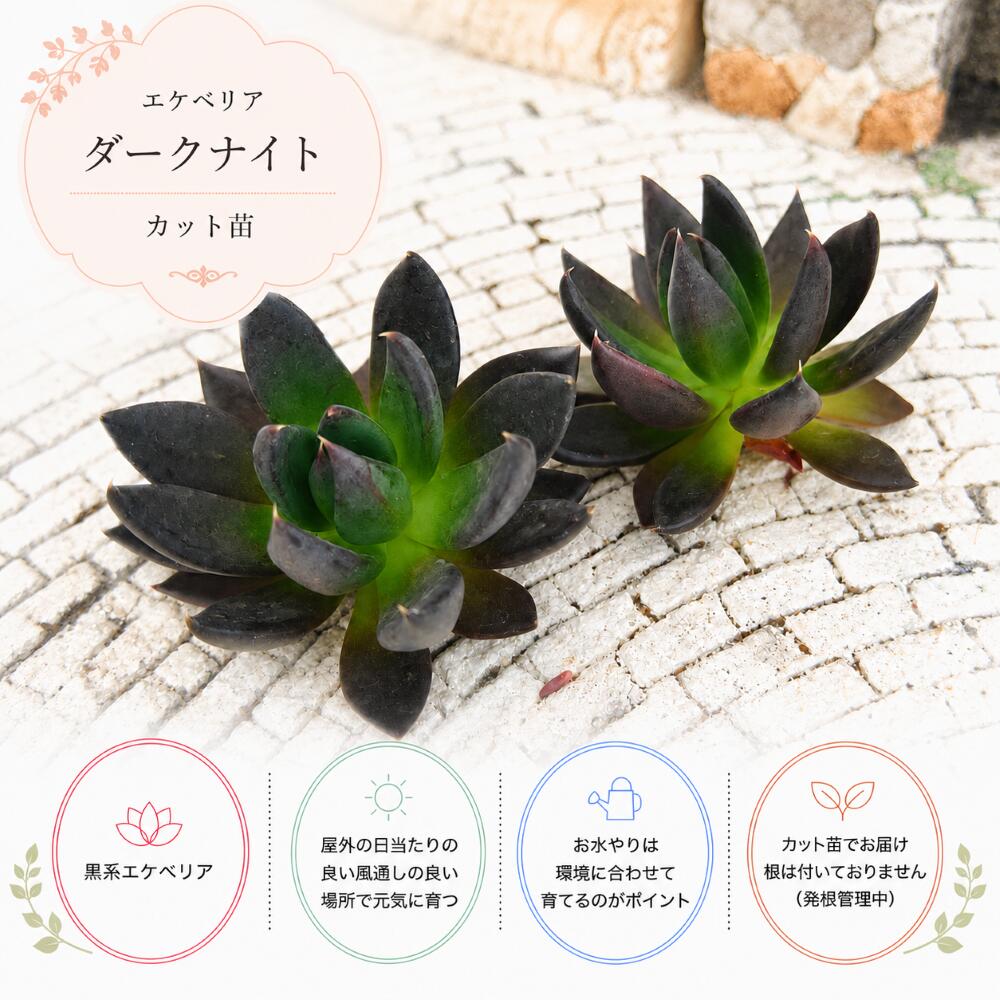 楽天市場】ブラックナイト 多肉植物の通販
