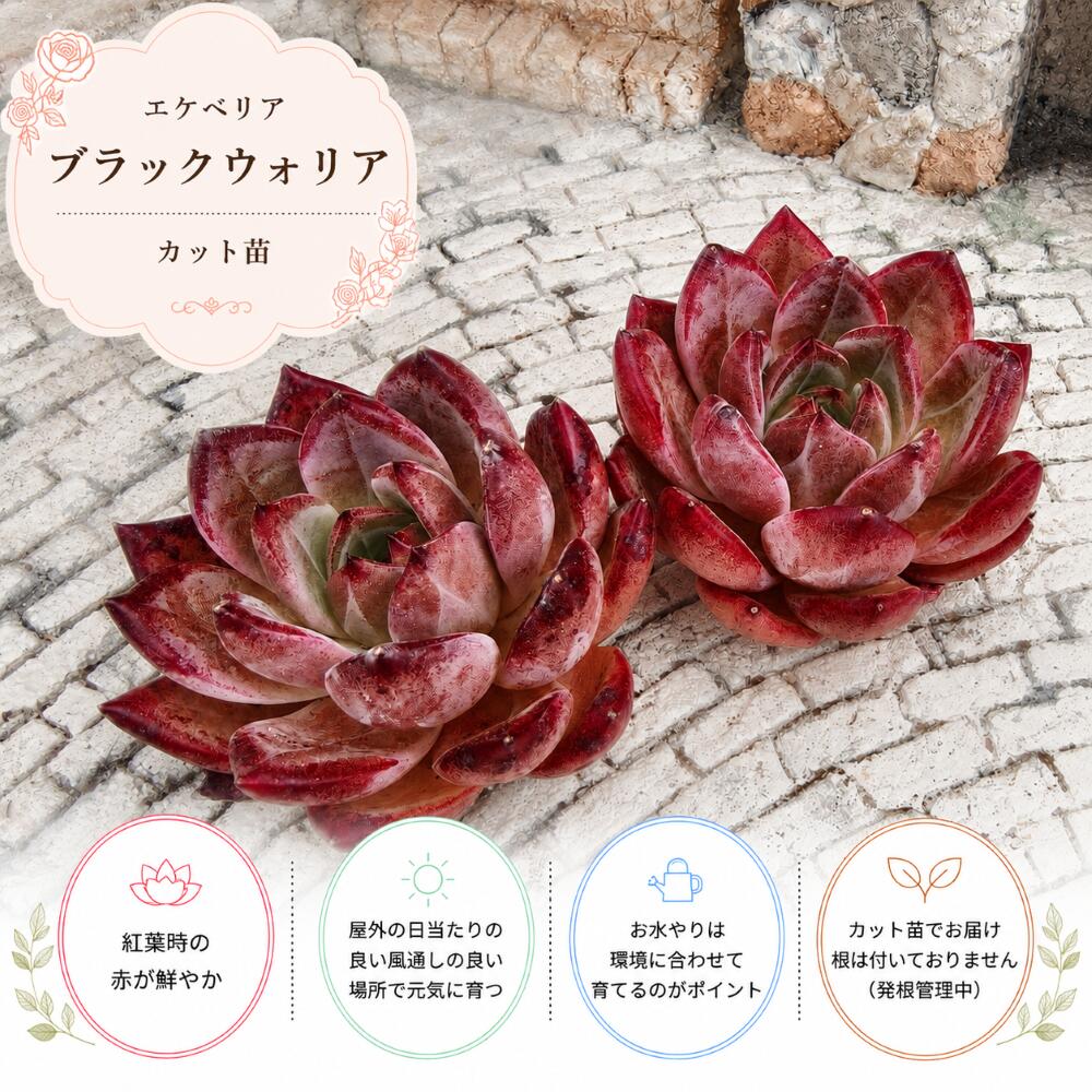 楽天市場】エケベリア ブラックの通販