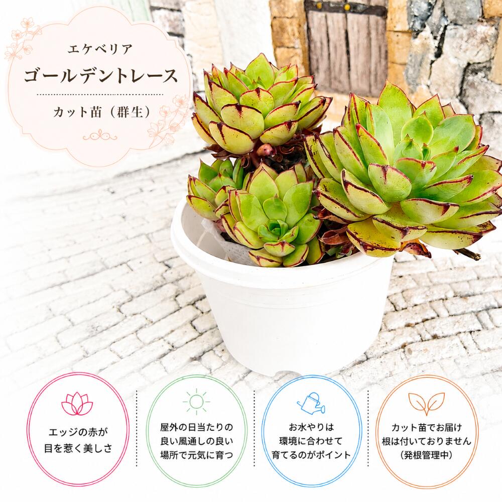 P10倍&10%OFFクーポン配布中 多肉植物 エケベリア カット苗 ゴールデントレース 群...
