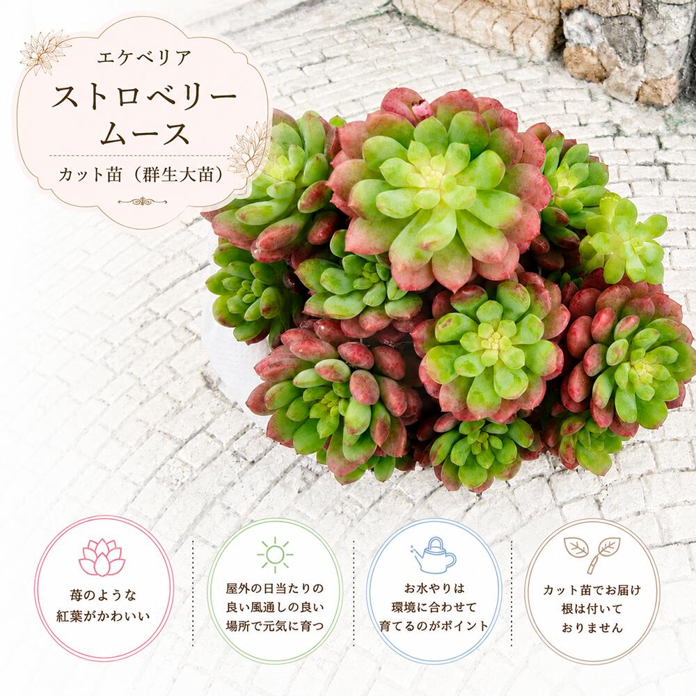 楽天市場】多肉 群生の通販