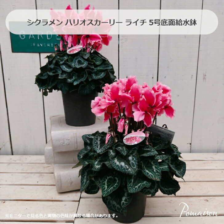 シクラメン ハリオスカーリー ライチ 5号鉢
