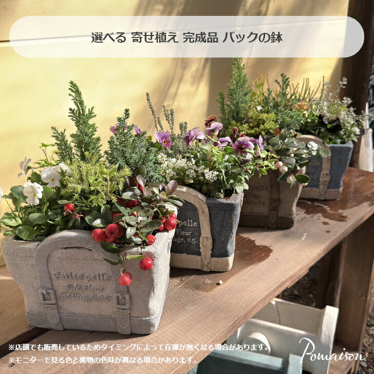 現品 完成品 寄せ植え バッグ型の鉢 パンジービオラの寄せ植え コニファー チェッカーベリー クリスマ..