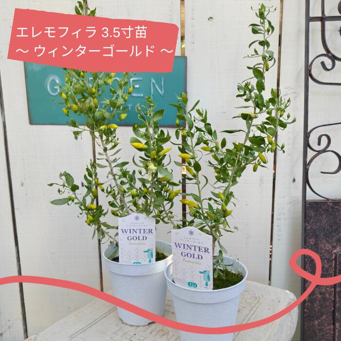 エレモフィア ウィンターゴールド 3.5寸苗