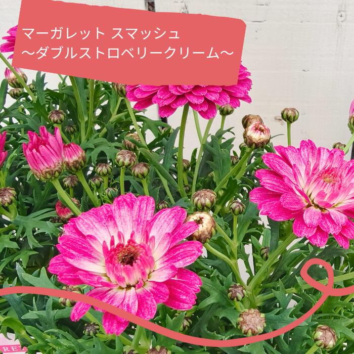 マーガレット スマッシュ ダブルストロベリークリーム 3.5号ポット 苗 八重咲き 花 鉢植え 寄せ植え 四..