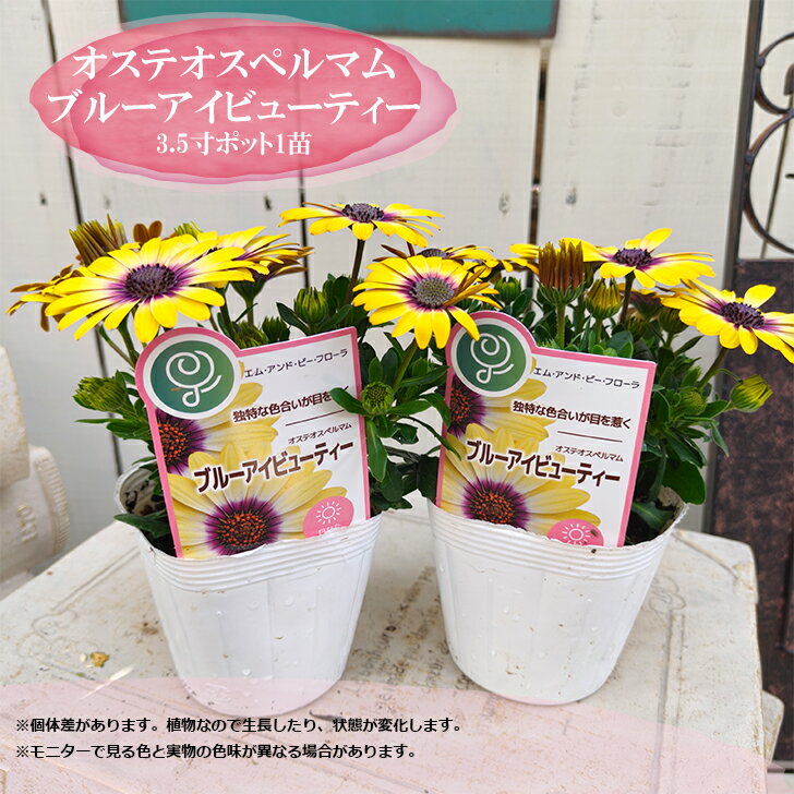 オステオスペルマム ブルーアイビューティー 3.5号 ポット苗