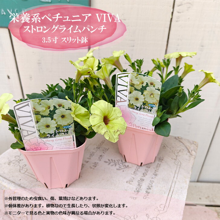 樂天商城 - 花苗 ペチュニア 苗 VIVA ビバ ストロングライムパンチ 3.5寸 ポット苗