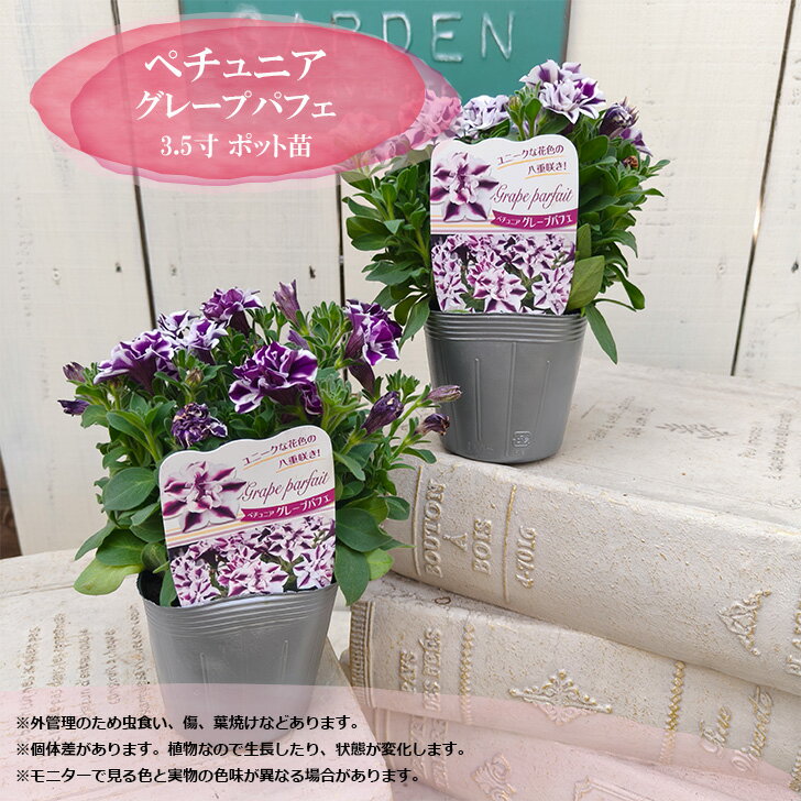 樂天商城 - 花苗 ペチュニア 苗 グレープパフェ 3.5寸 ポット苗 春の花 夏の花 丈夫 花苗 ガーデニング 寄せ植え 鉢植え ハンギング 庭植え 紫 白 バイカラー 鮮やか 初心者 育てやすい 玄関を彩る 1苗