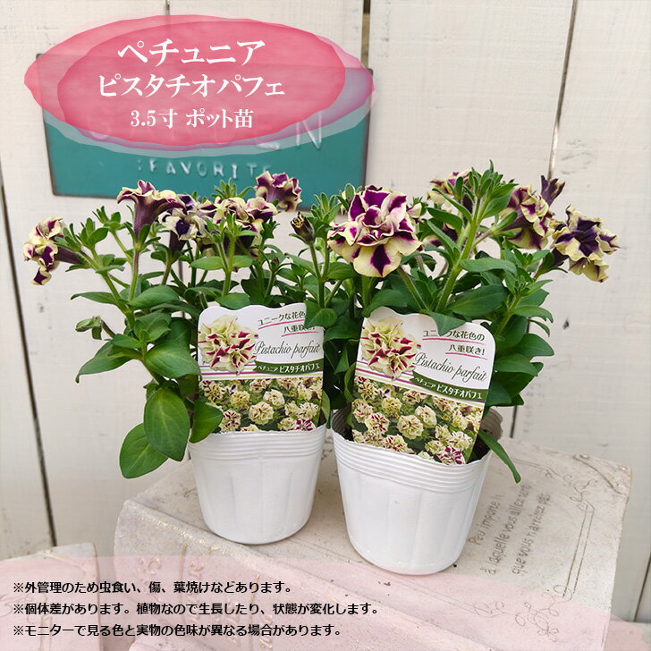 樂天商城 - 花苗 ペチュニア 苗 ピスタチオパフェ 3.5寸 ポット苗 八重咲き 春の花 夏の花 丈夫 花苗 ガーデニング 寄せ植え 鉢植え ハンギング 庭植え ライムグリーン クリームイエロー 鮮やか 初心者 育てやすい 玄関を彩る 1苗