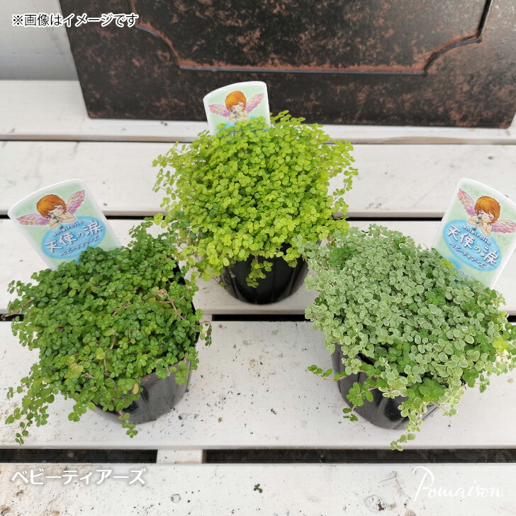 楽天市場】観葉植物 ベビーティアーズの通販 楽天市場】観葉植物 ベビーティアーズの通販