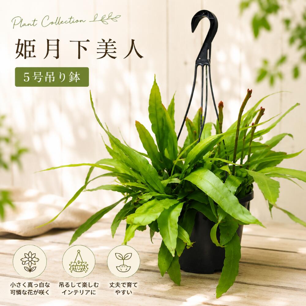 月下美人 10 支柱鉢付き 楽天市場】月下美人（観葉植物｜花・観葉植物）：花・ガーデン・DIYの通販