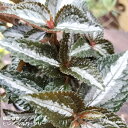 観葉植物 ピレア シルバーツリー 3寸ポット苗
