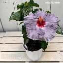ハイビスカス デニムブルー 5号鉢 鉢植え 草花苗