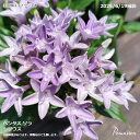 ペンタス ソラ シリウス 3.5寸ポット苗 草花苗(4)