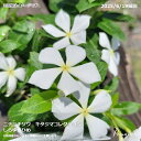 ニチニチソウ ビンカ 日々草 しらゆきひめ キタジマコレクション 3.5寸ポット苗 草花苗