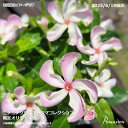 ニチニチソウ ビンカ 日々草 限定オリジナルビンカ キタジマコレクション 3.5寸ポット苗 草花苗