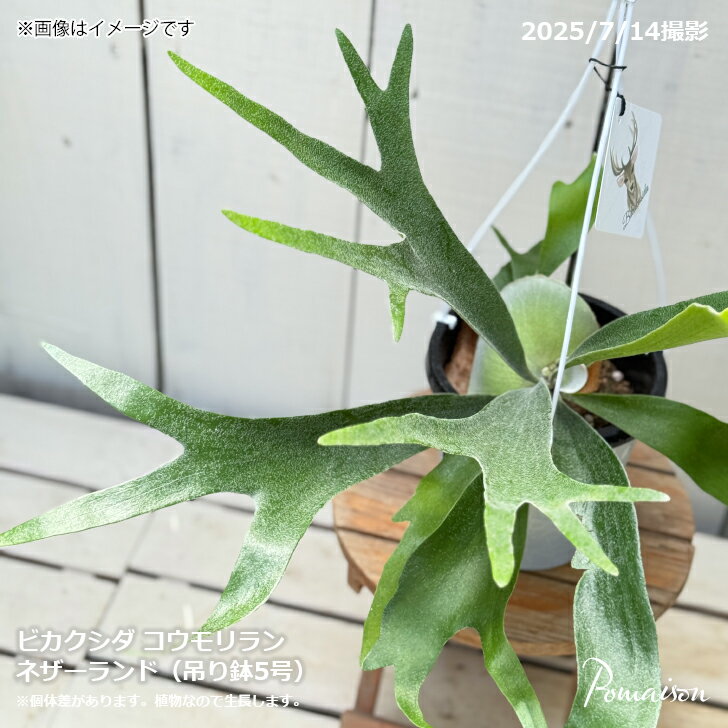楽天市場】ビカクシダ（観葉植物｜花・観葉植物）：花・ガーデン・DIY