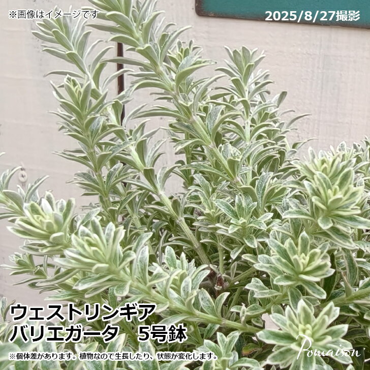 ウェストリンギアオーストラリアンロ...